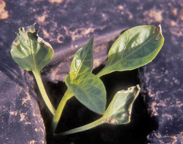 Sun damage to peppers